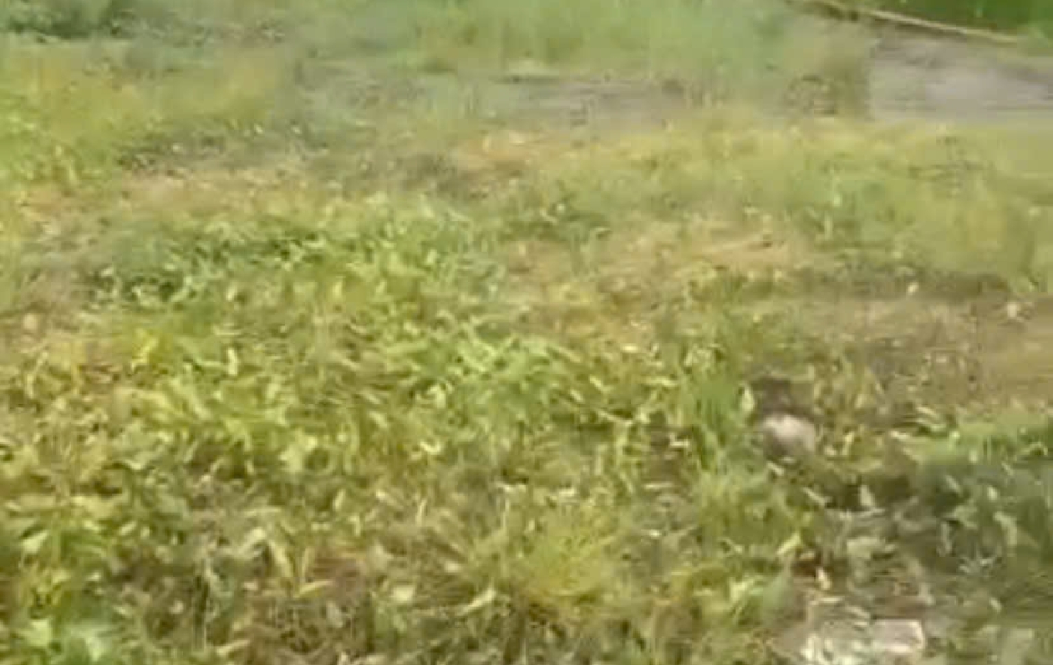 Long Cang, Cần Đước