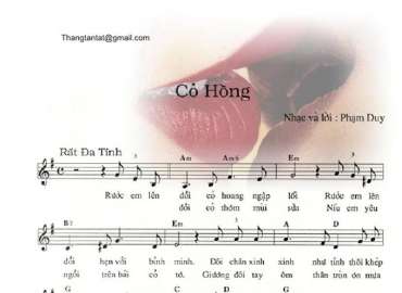 Cỏ hồng sheet có lời